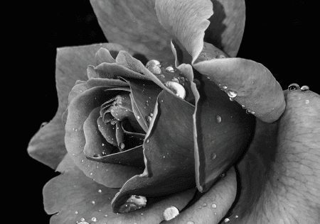 fear of success - rose Fear of success - rose graphic
