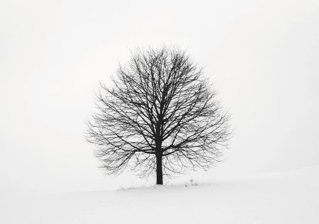 tree Heal the mother wound